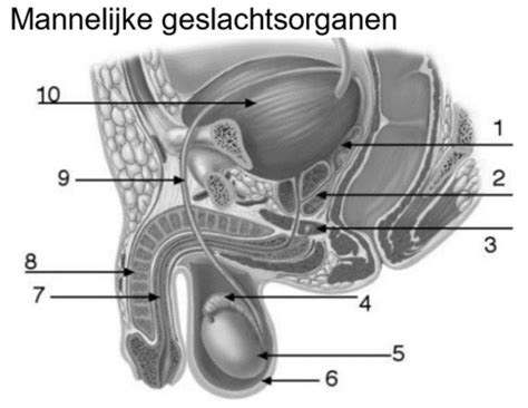 dikke mannen|Zichtbare geslachtsdelen van de man